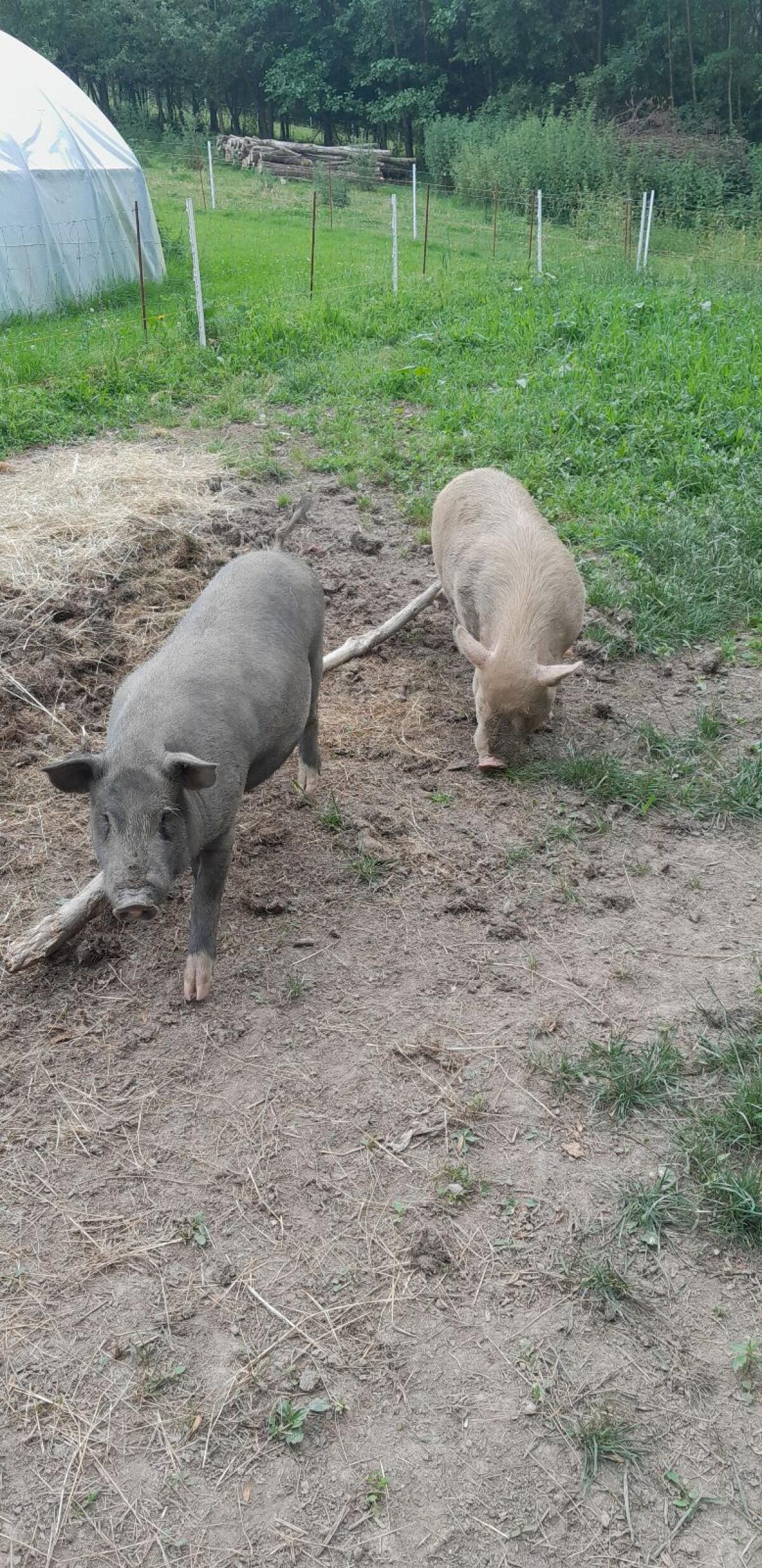 Zwei Eber abzugeben 1