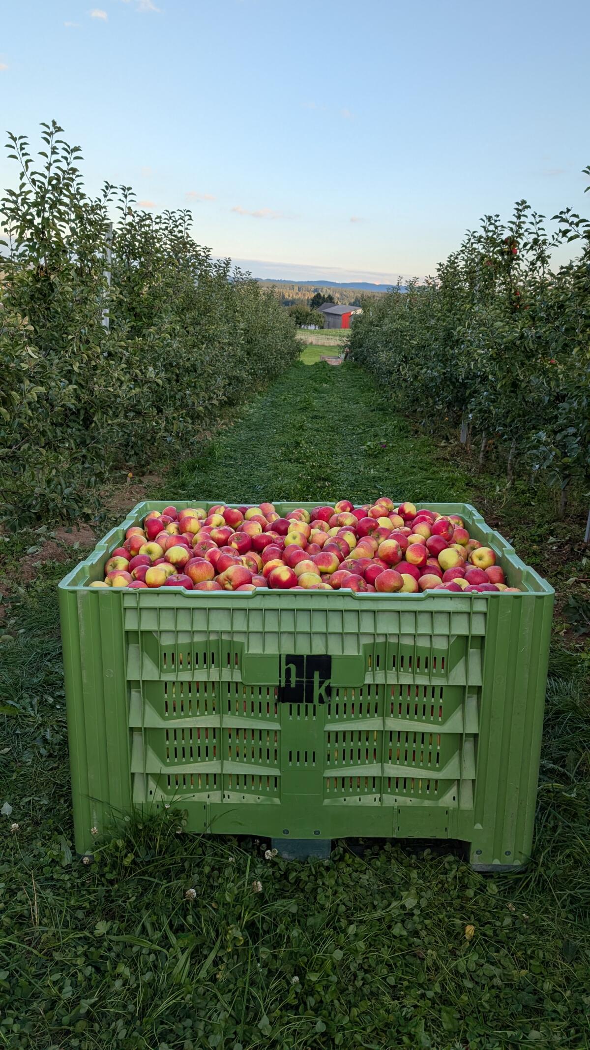 Äpfel Sorte Topaz oder Elstar in Großkisten 1