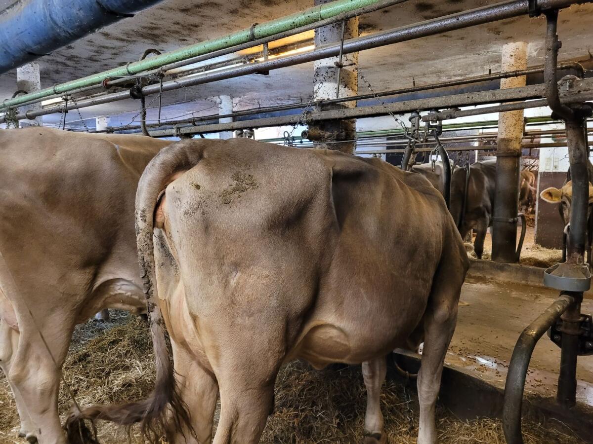 Brown Swiss Erstlingskuh 2