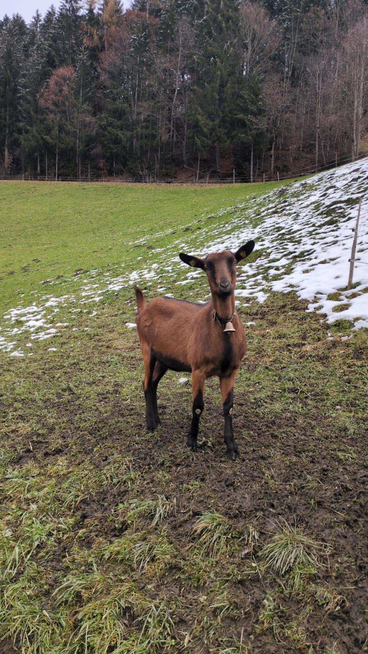 Trächtige GGZ Jungziege 1