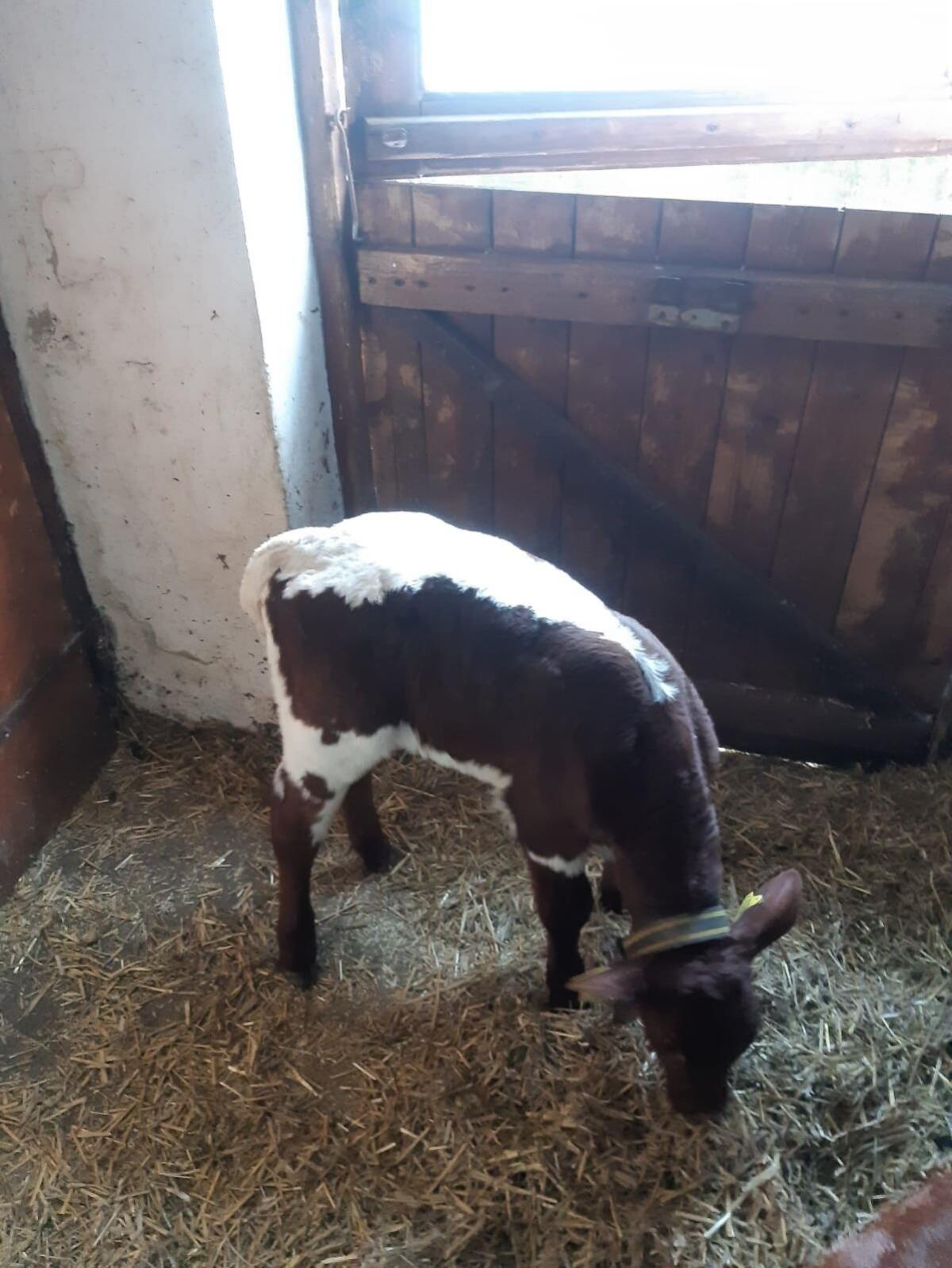 BIO Pinzgauer Kalb weiblich 3