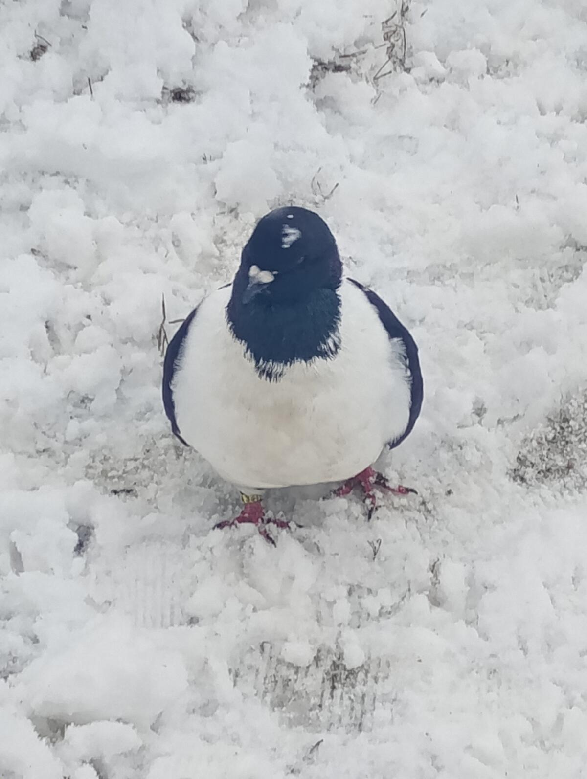 1A Strasser Taube groß 3