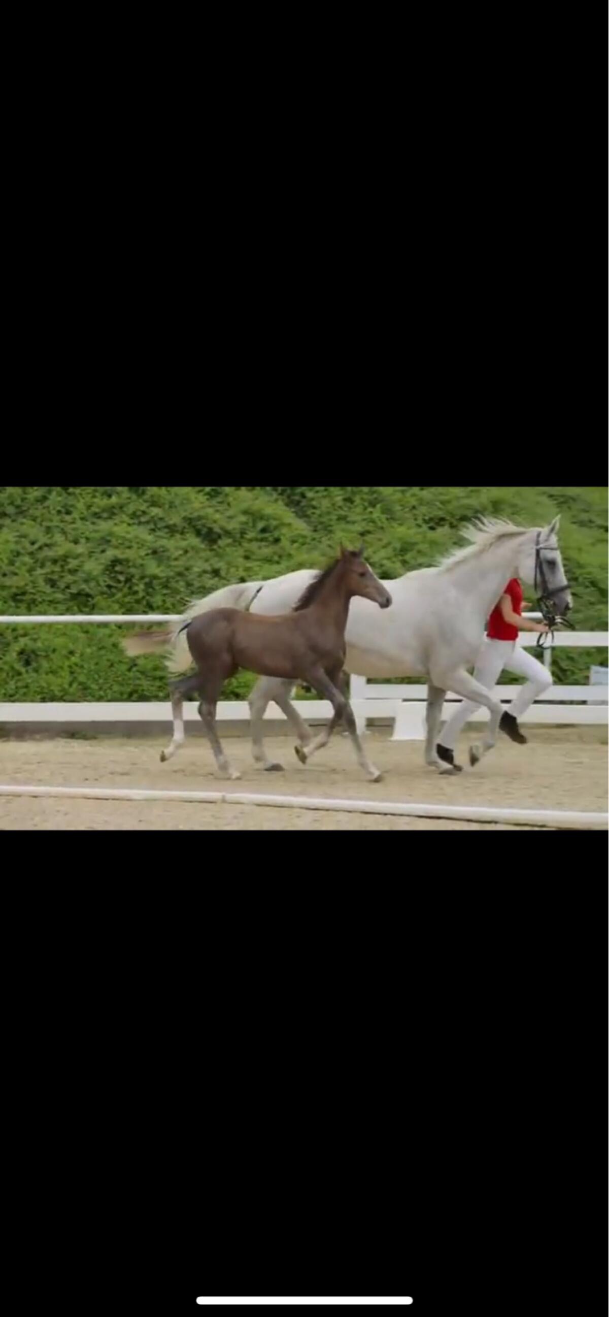 15-jährige Zuchtstute sucht neuen Platz 1