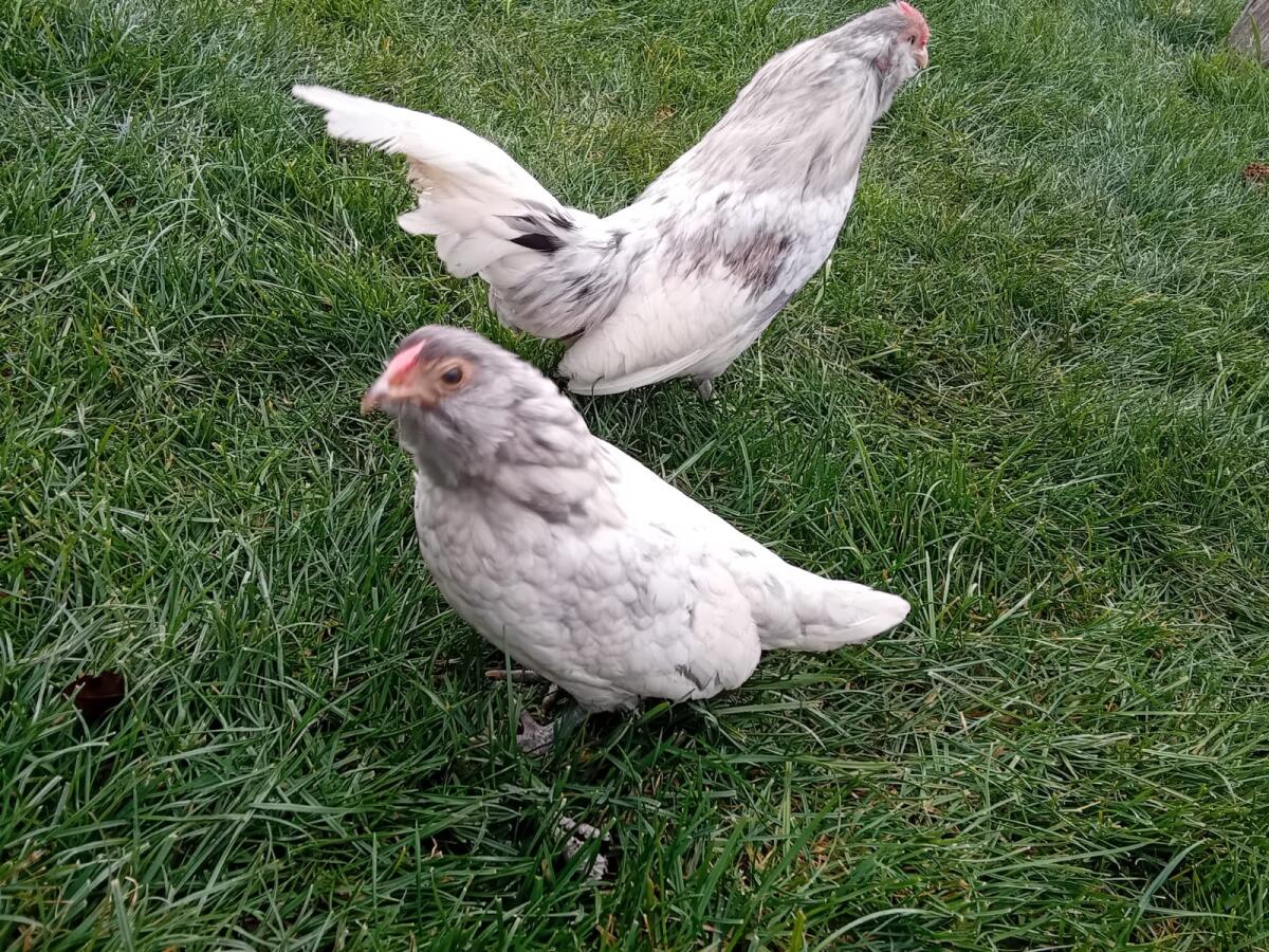 Antwerpener Bartenzwerge Pärchen 1