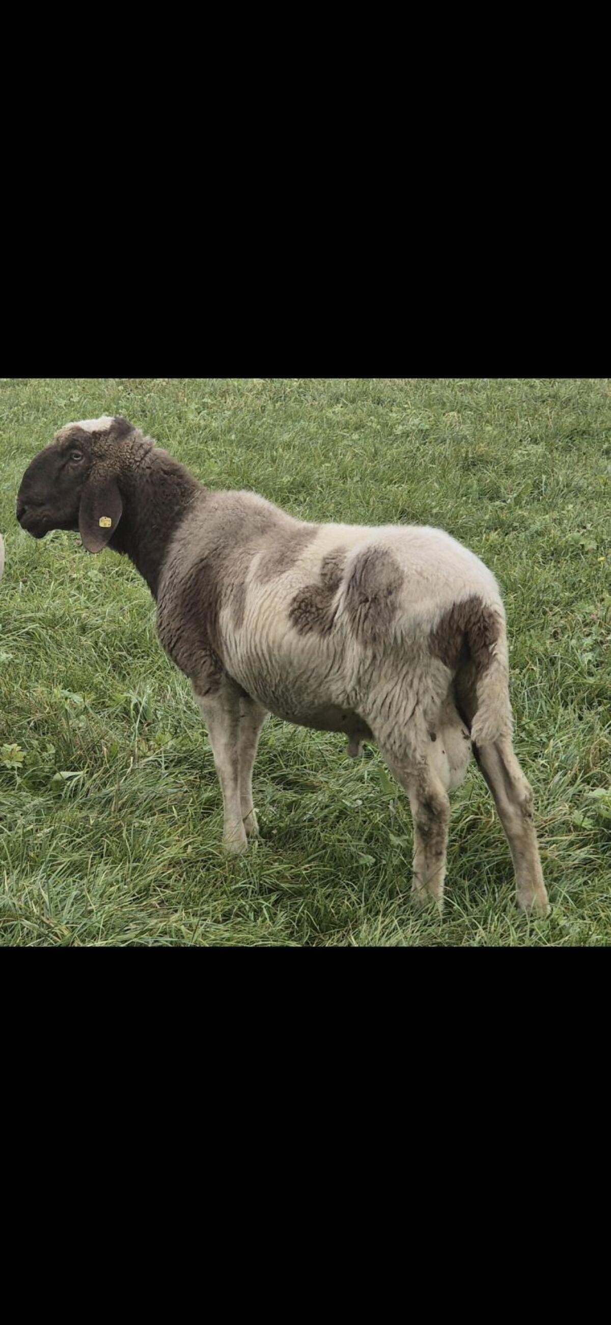 HB Kugelscheckenwidder 1