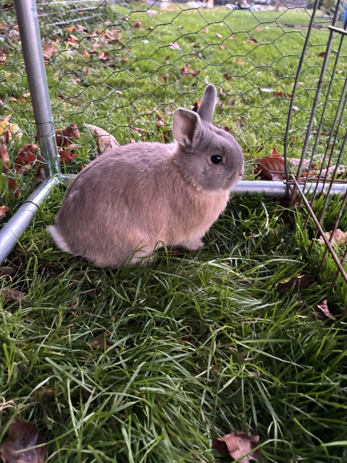 Zwerghasen Zwergkaninchen 1