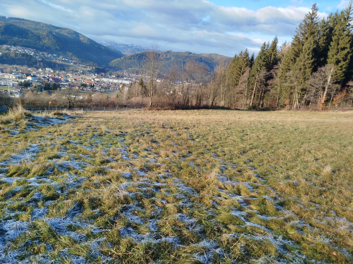 Landwirtschaftliche Fläche 1