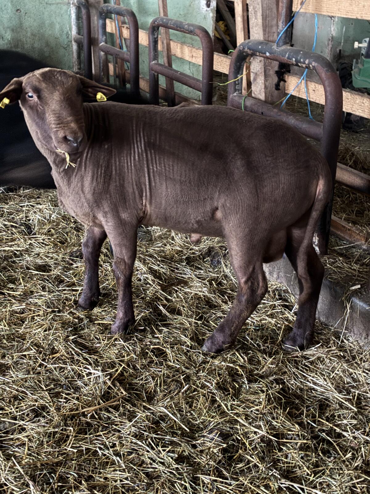 Reinrassiger Jura Widder 2