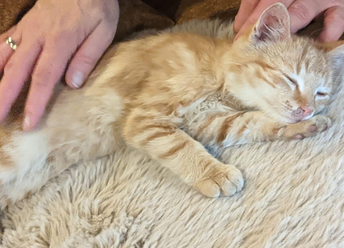 Kätzchen (männlich) 2