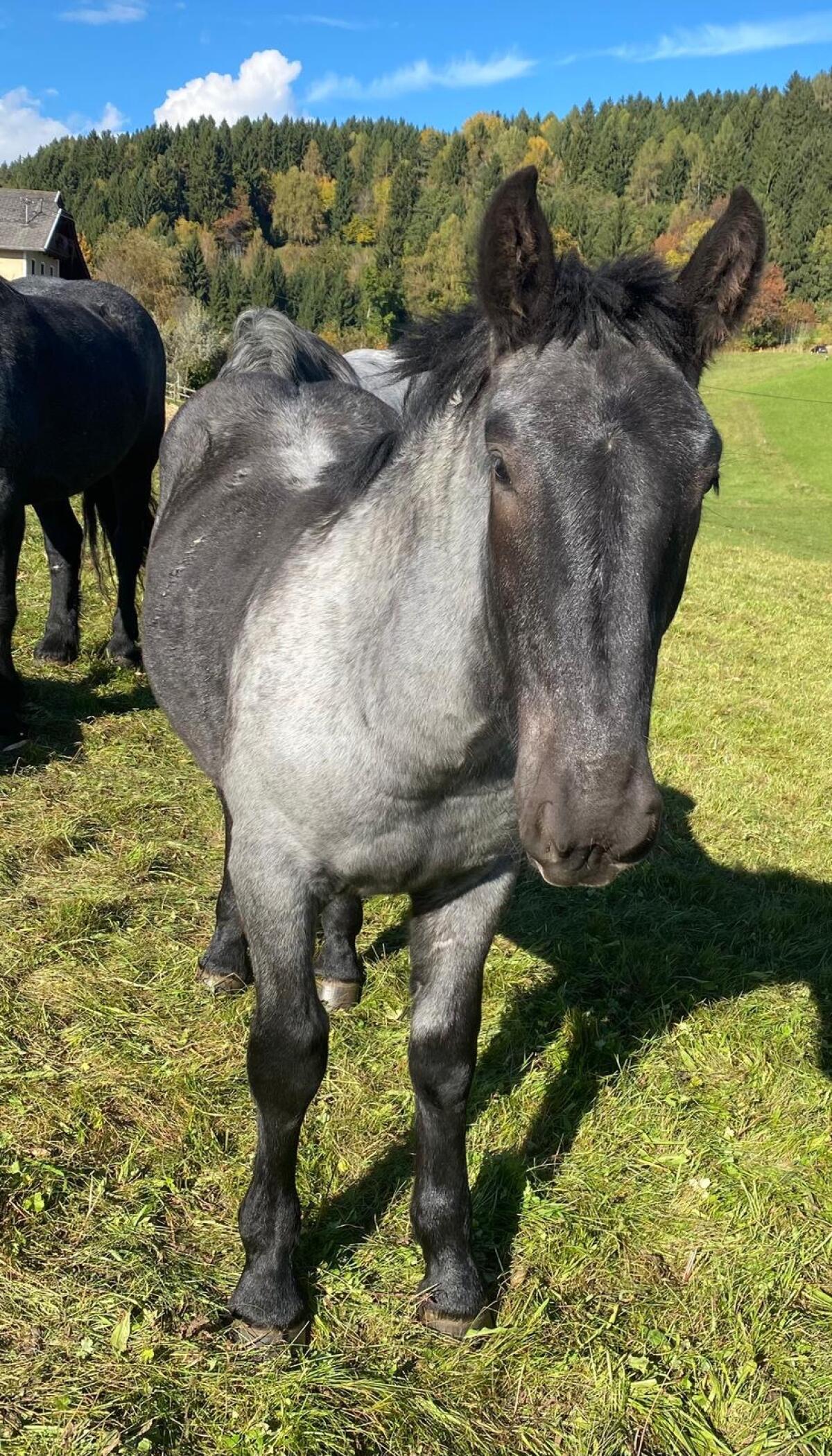 Noriker Hengst Fohlen 3