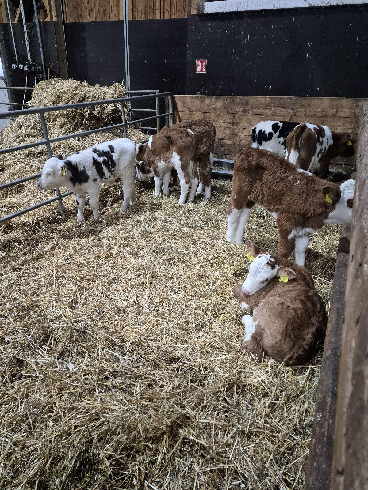 Bio Fleckvieh Zuchtkälber 1