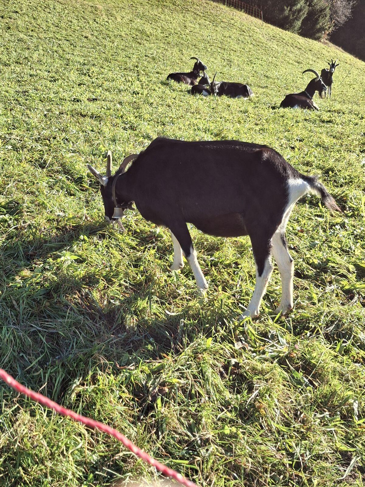 Bündner Strahlenziegen 1