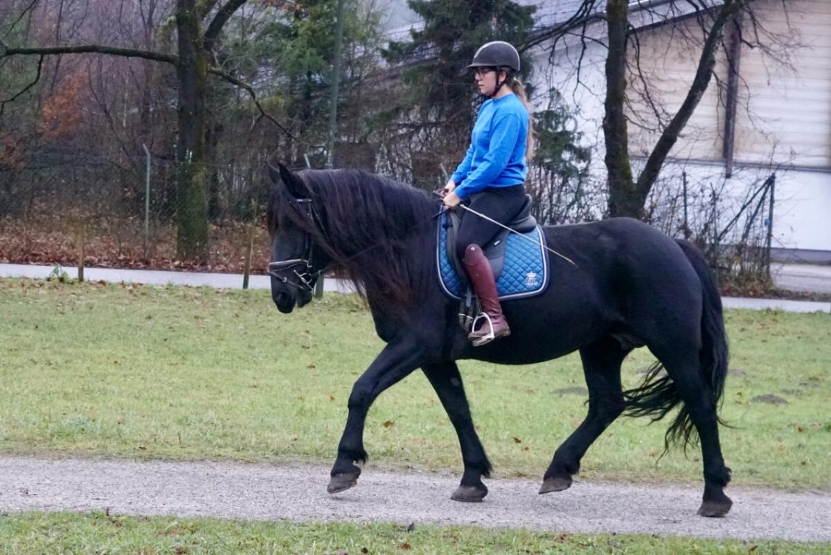 Ein Traum in schwarz! Rappstute ohne Abzeichen 2