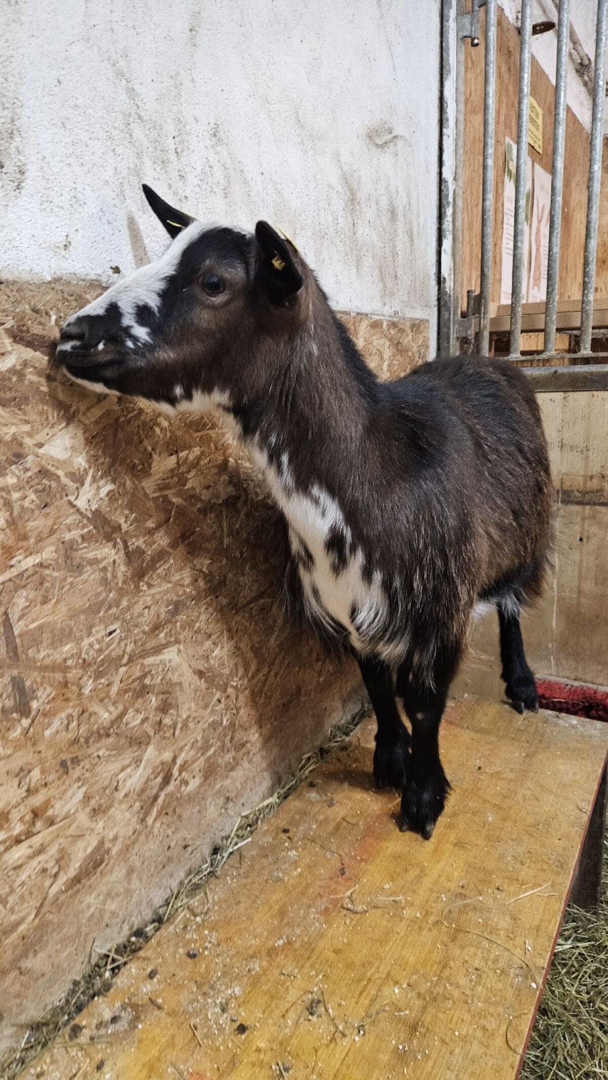 Zwergziege hornlos zu verkaufen 2