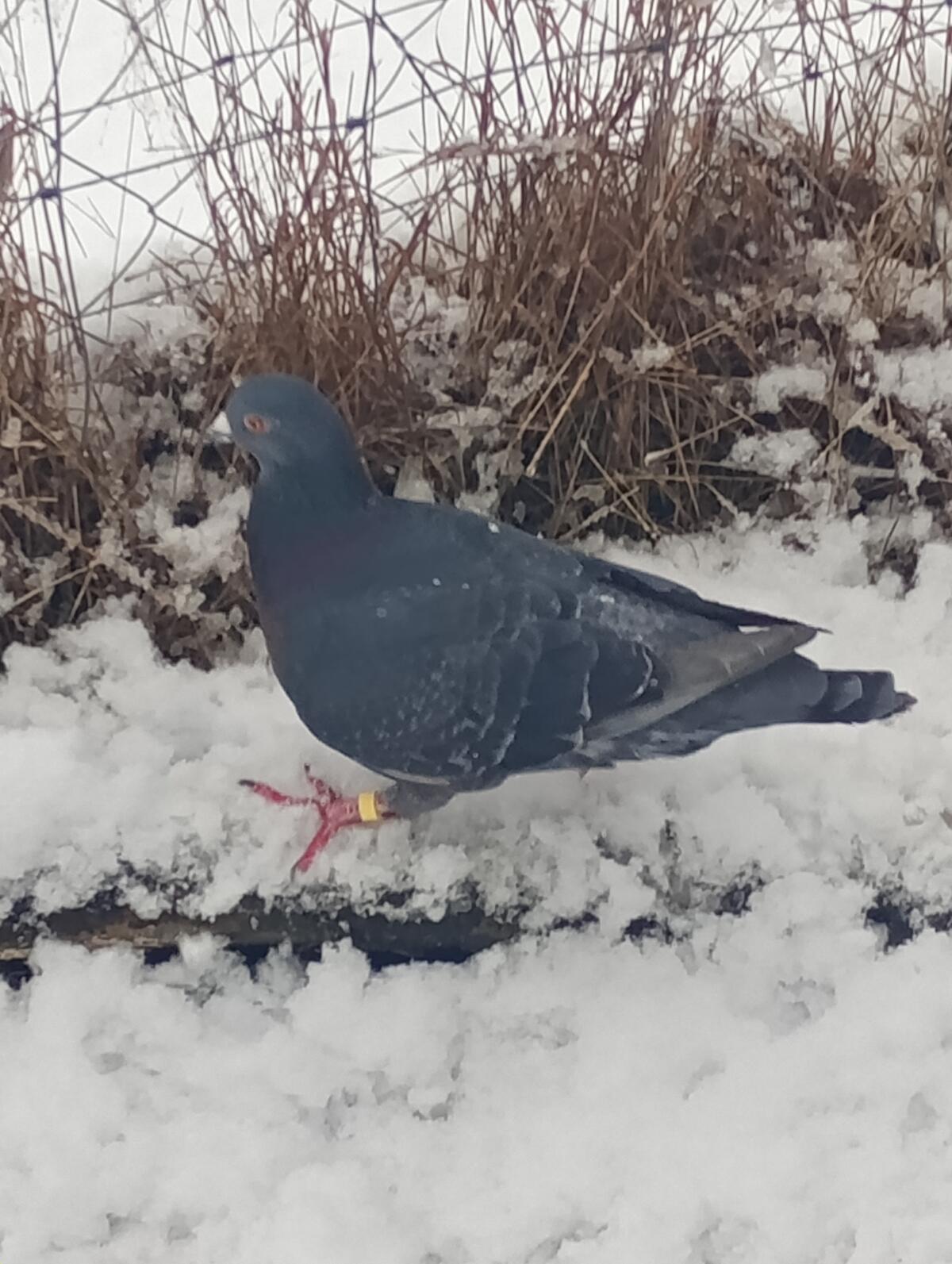 Junge Mischlingstaube 1