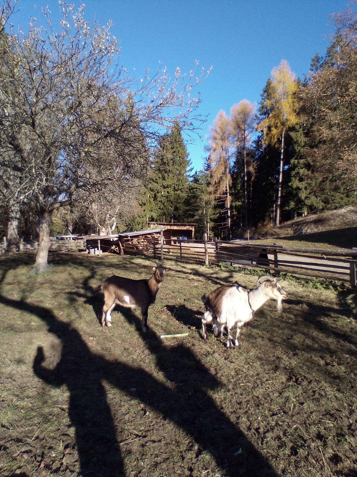 Mutterziege mit Jungziege 2
