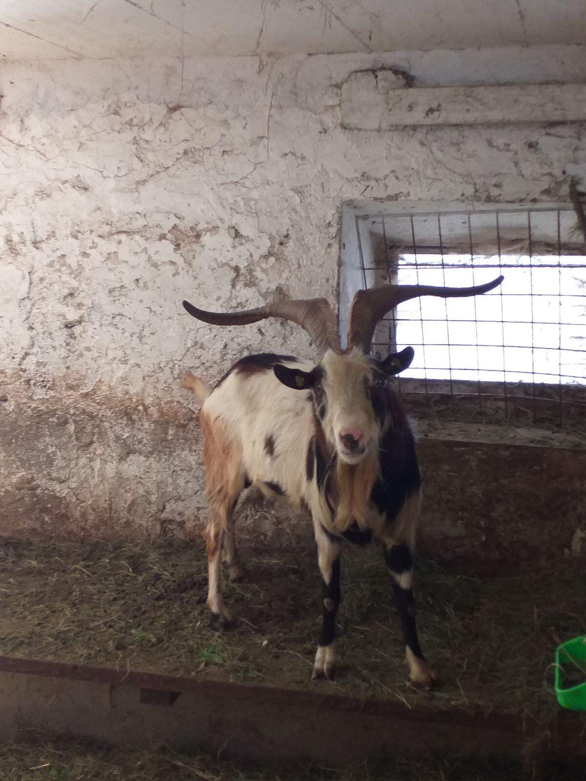 Tauernschecken Bock 2