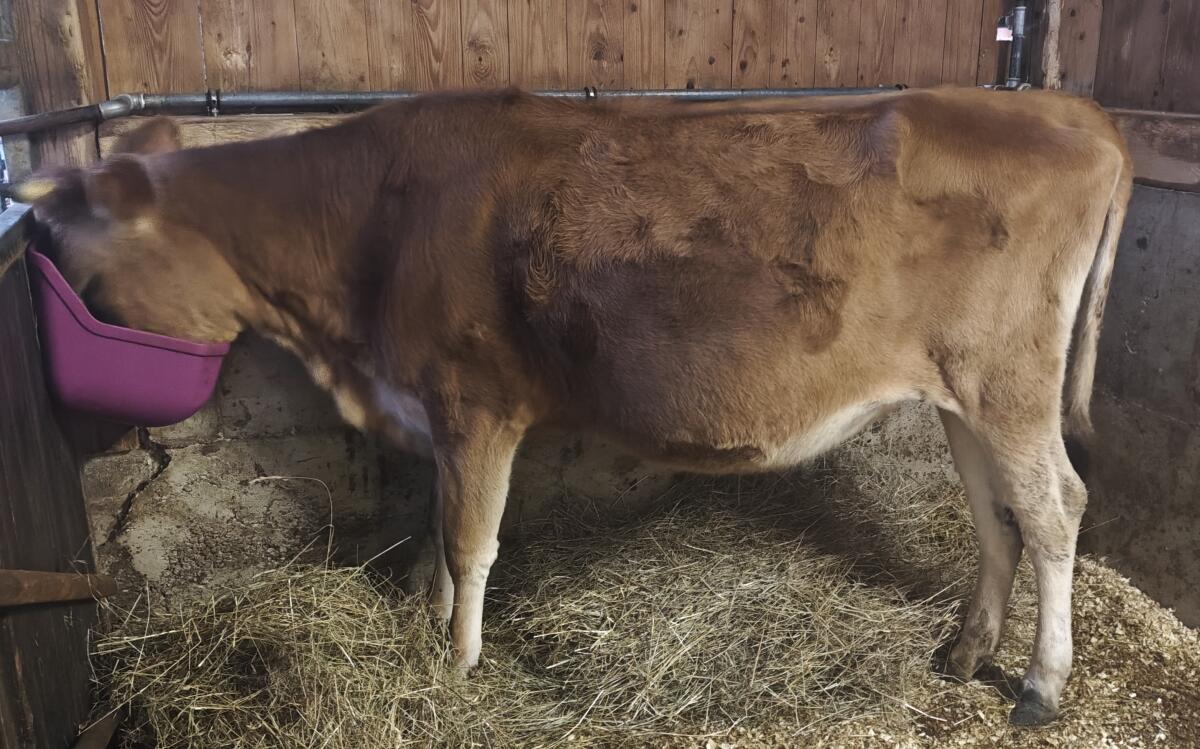 Jerseykalbin hochtragend 1