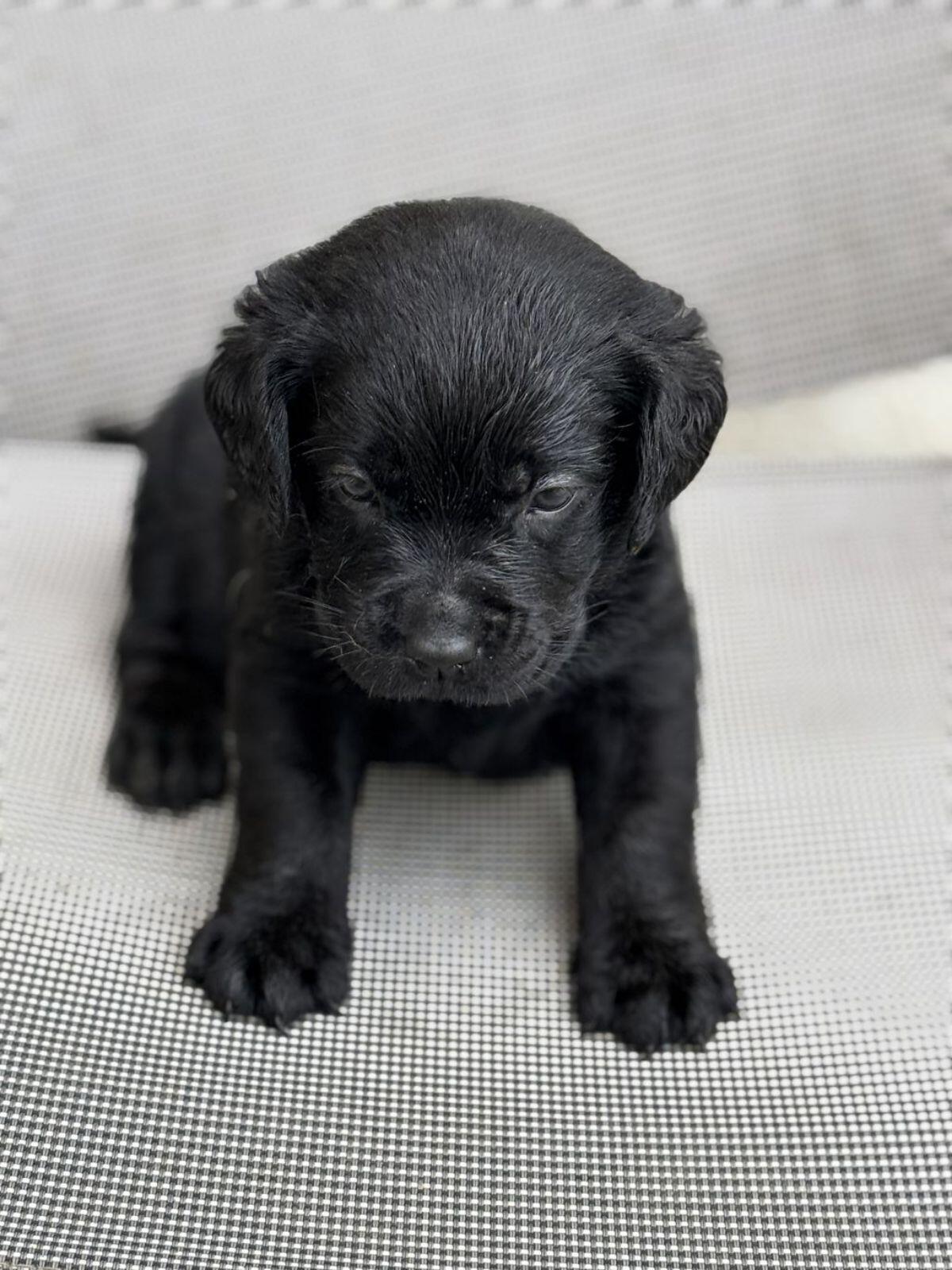 Labradorwelpen mit Ahnentafel 2