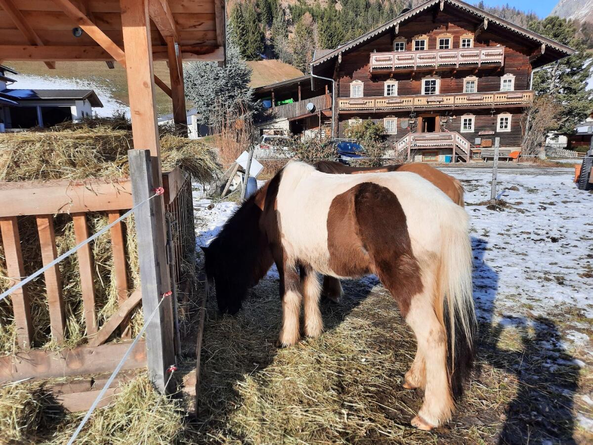 Reitlehrer gesucht 1