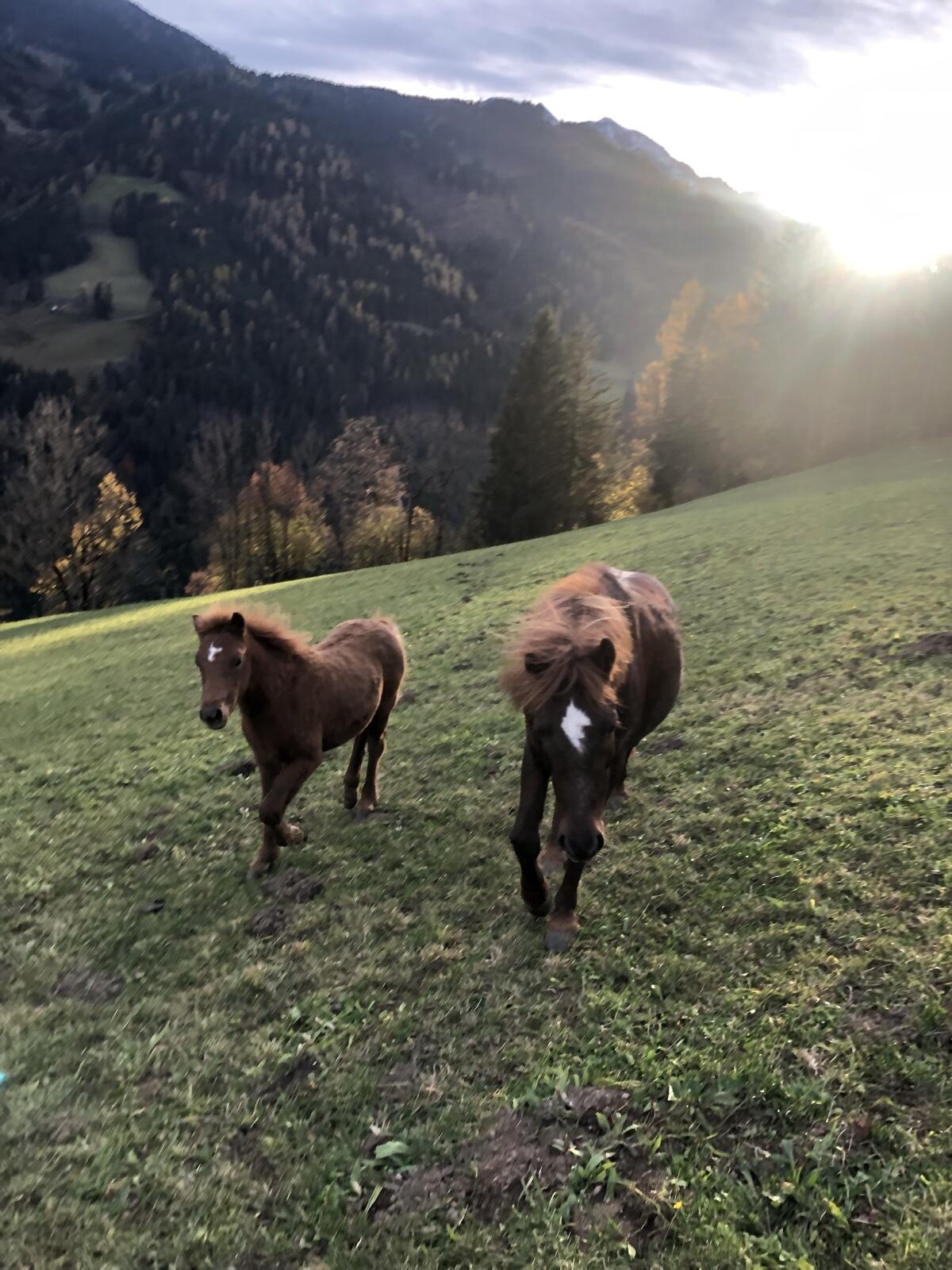 Fohlen Pony Welsh Mix 3