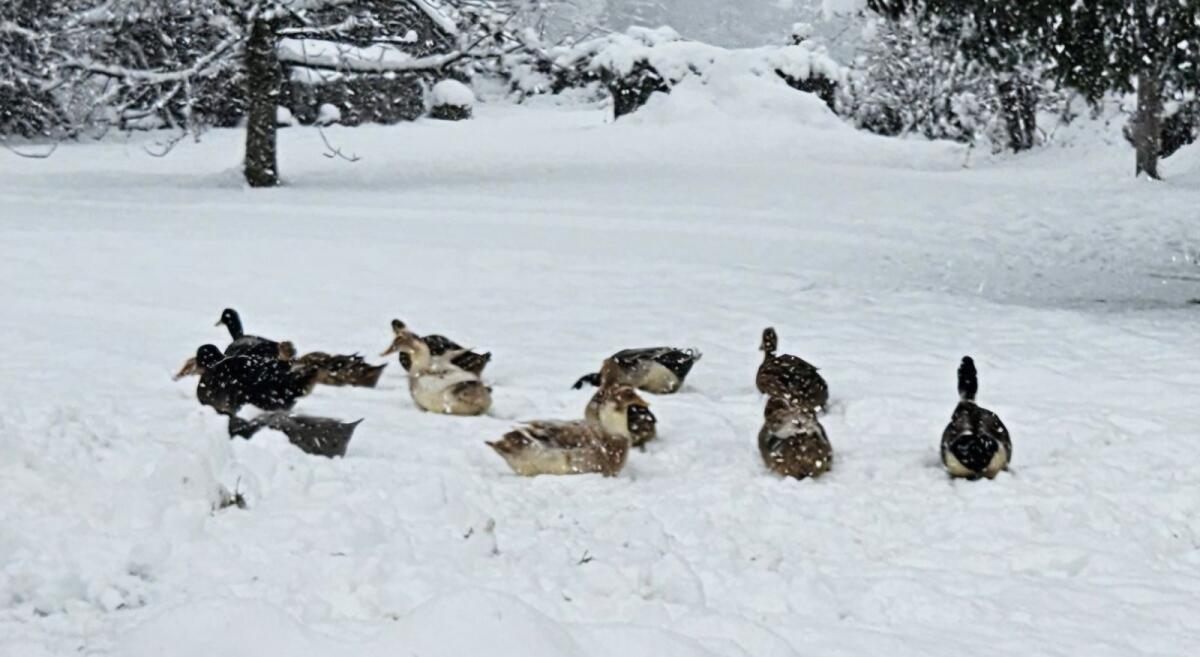 Enten/Erpel zu verkaufen 2