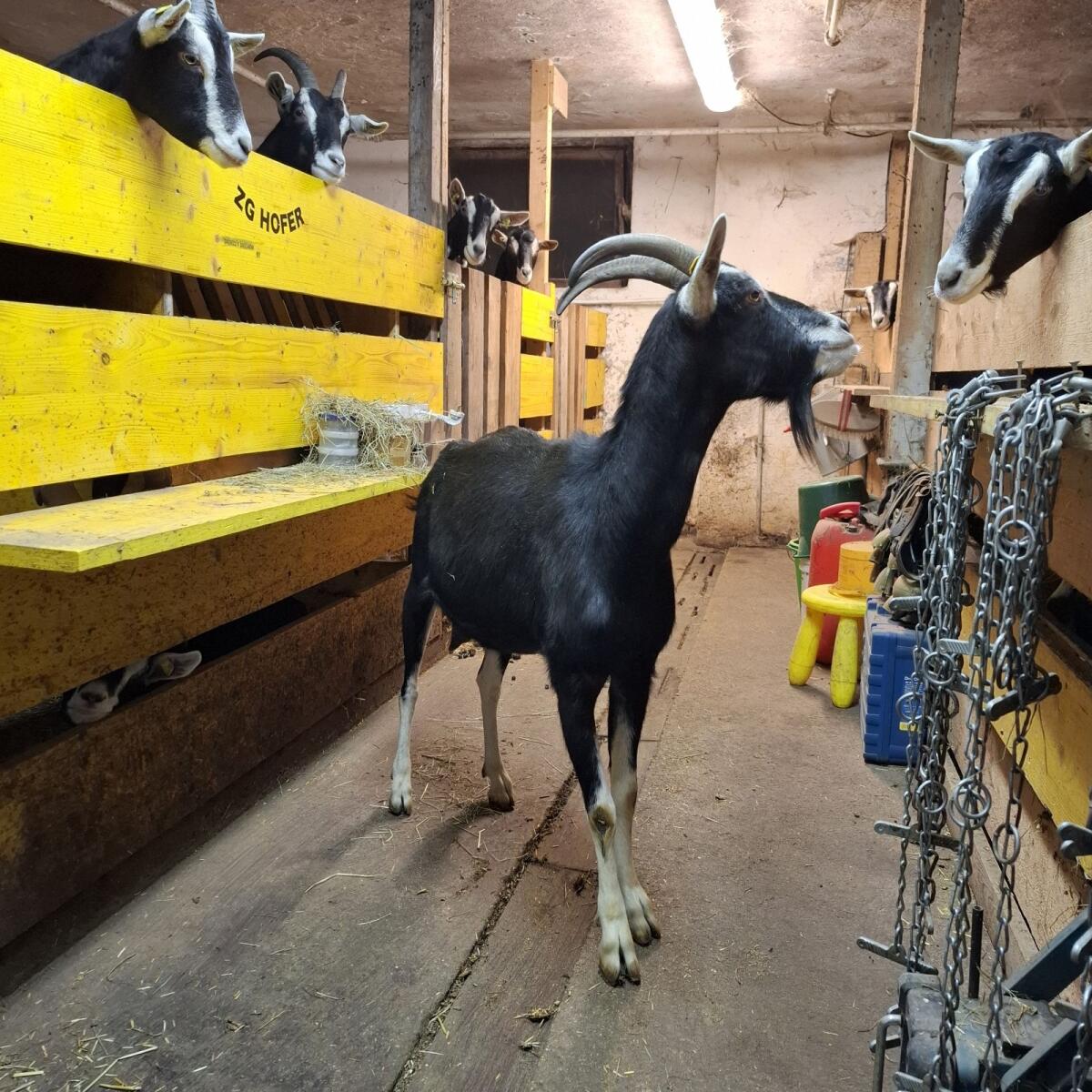 Bündner Strahlenziegen BM zu verkaufen 2