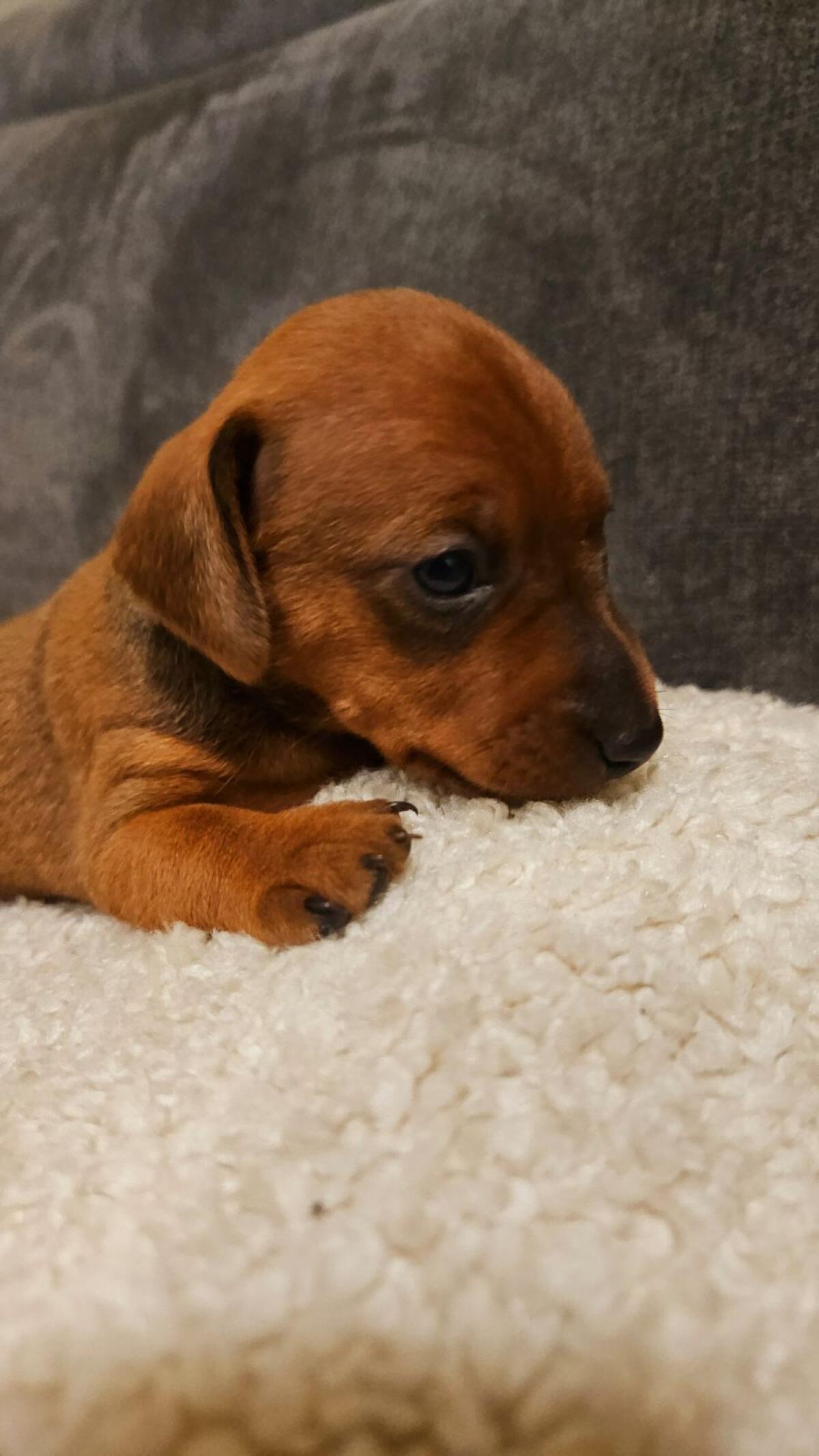 Zwergpinscher Welpen 2