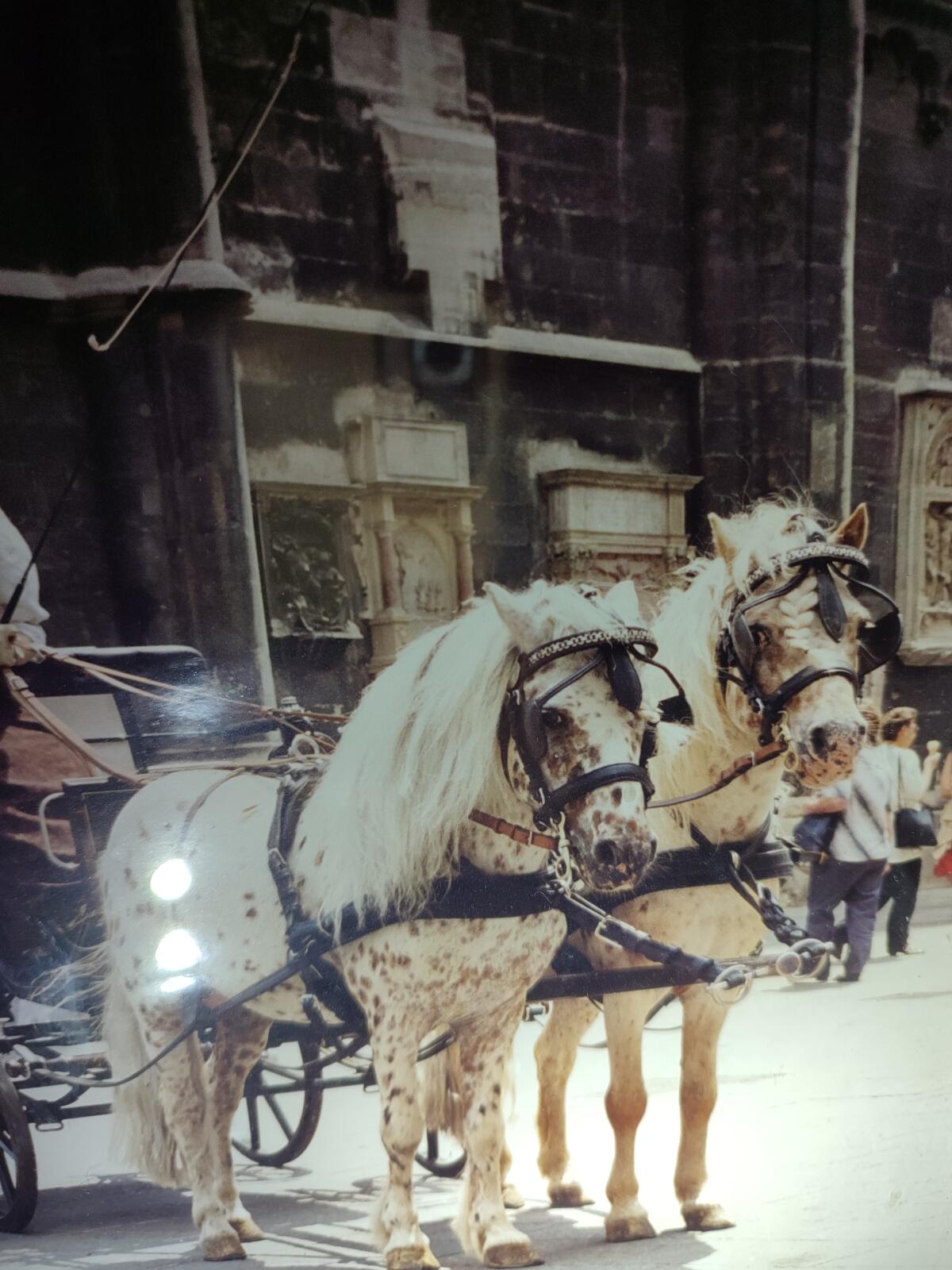 Shetlandpony Brustgeschirr ohne Kopfstücke und Leinen 1