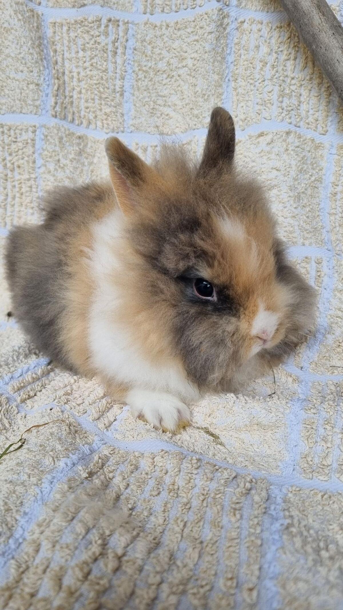 Zwergkaninchen Löwenkopf 1