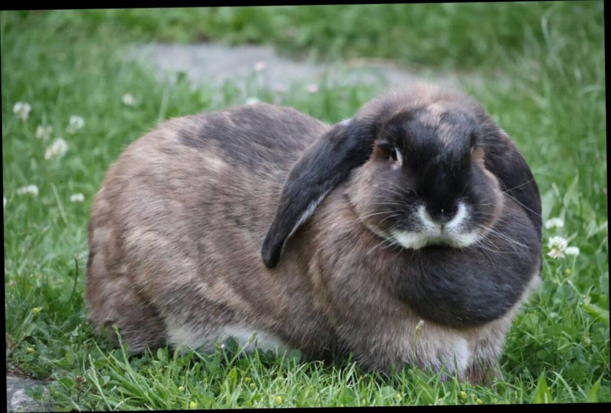 Kaninchenpaar 1