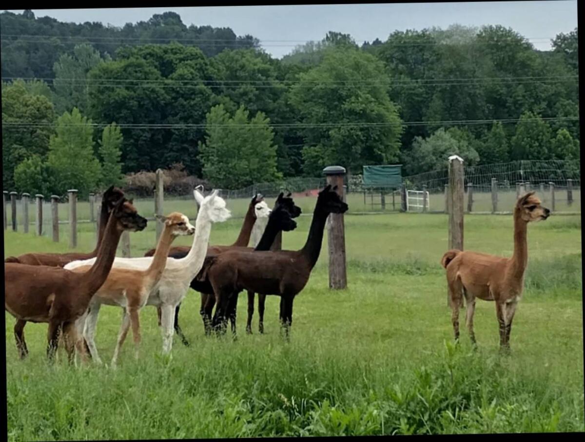 Alpaka 1