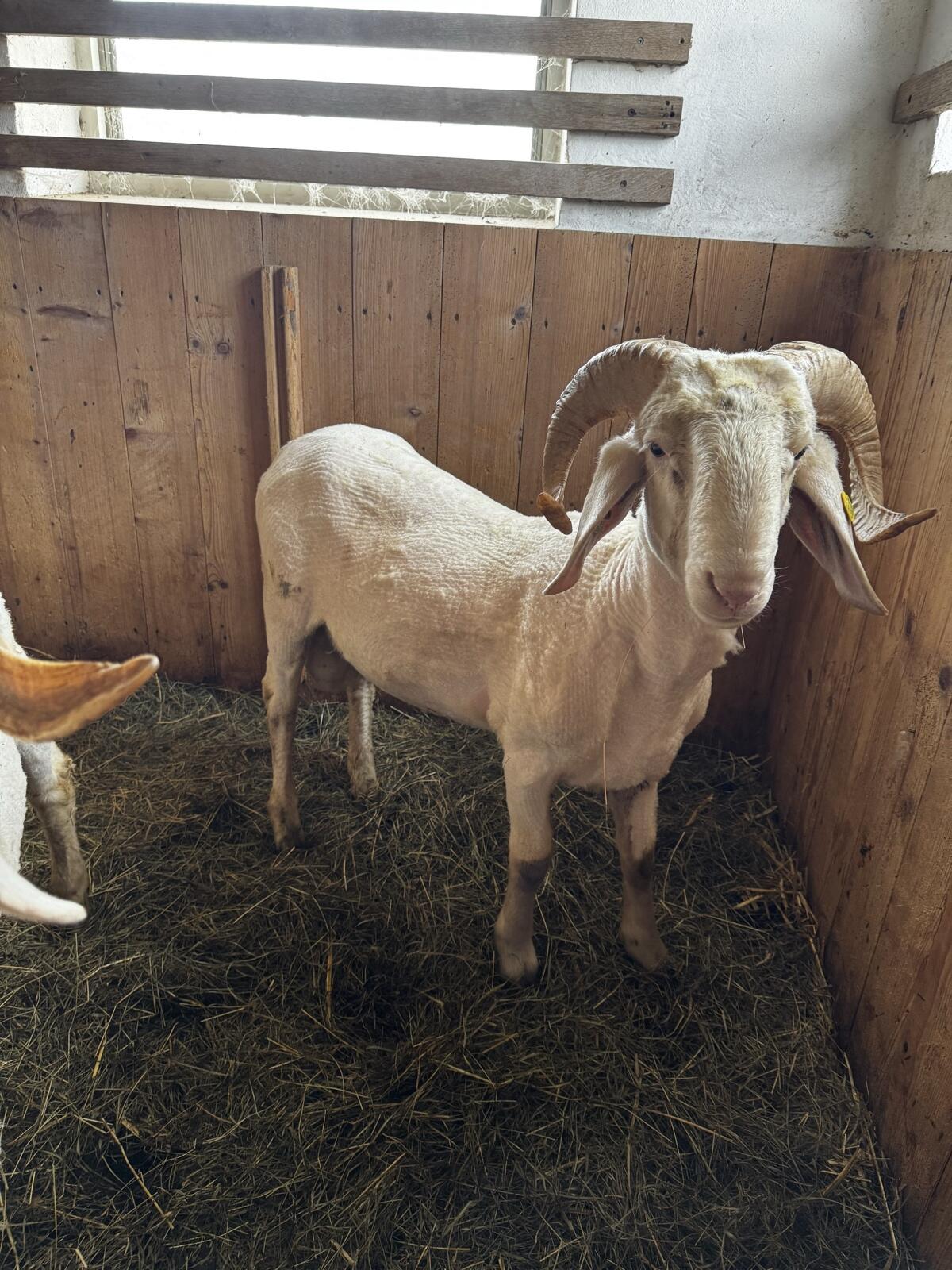 Bergschafwidder mit Hörnern 2