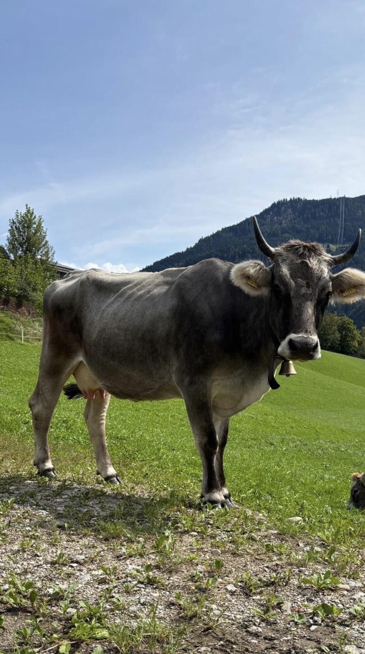 Tiroler Grauvieh Mutterkuh 1