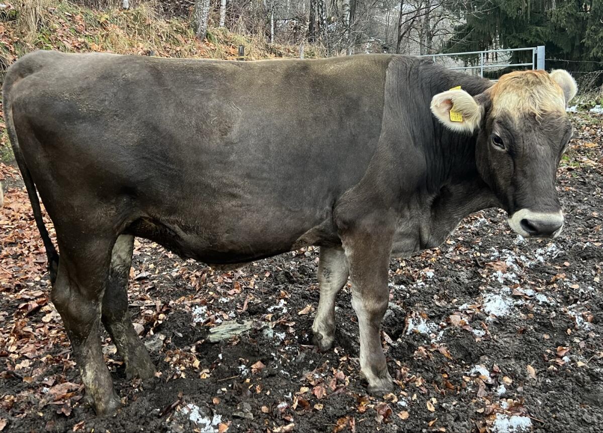 Braunviehkalbin, nicht trächtig 3