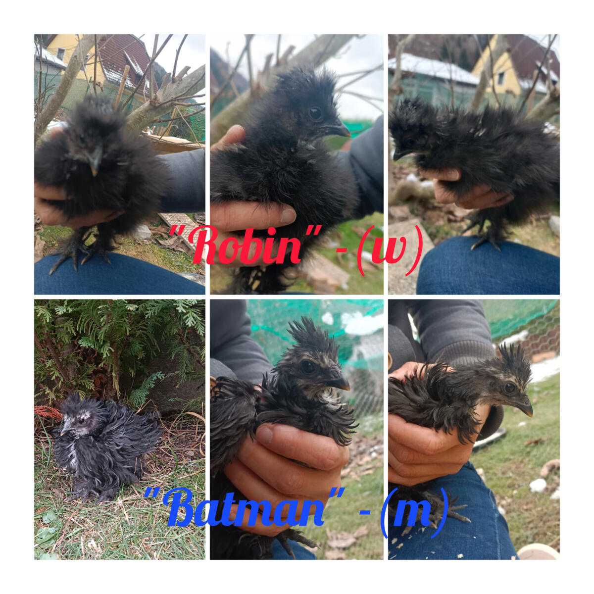 Zwergseidenhuhn 8 Wochen 1