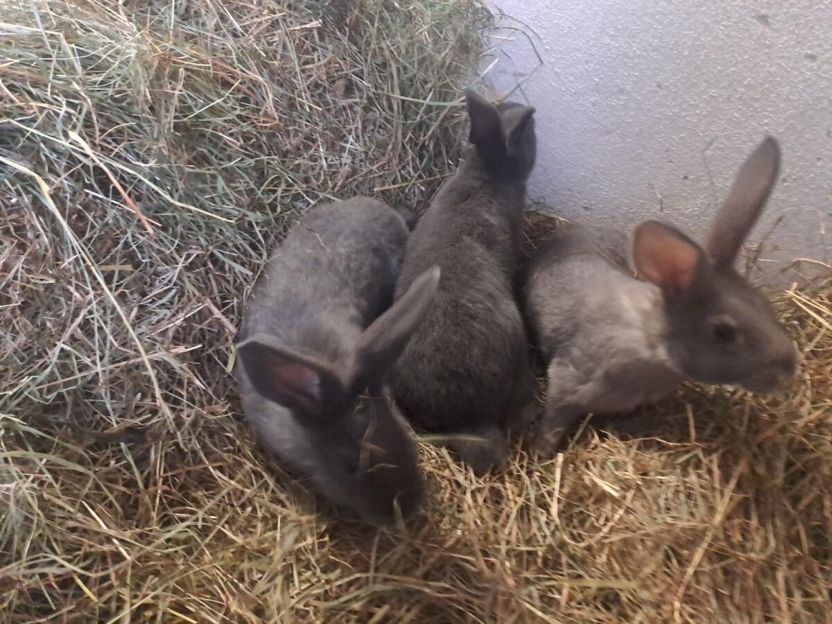 Hasen, Fleischhasen, Kaninchen 3