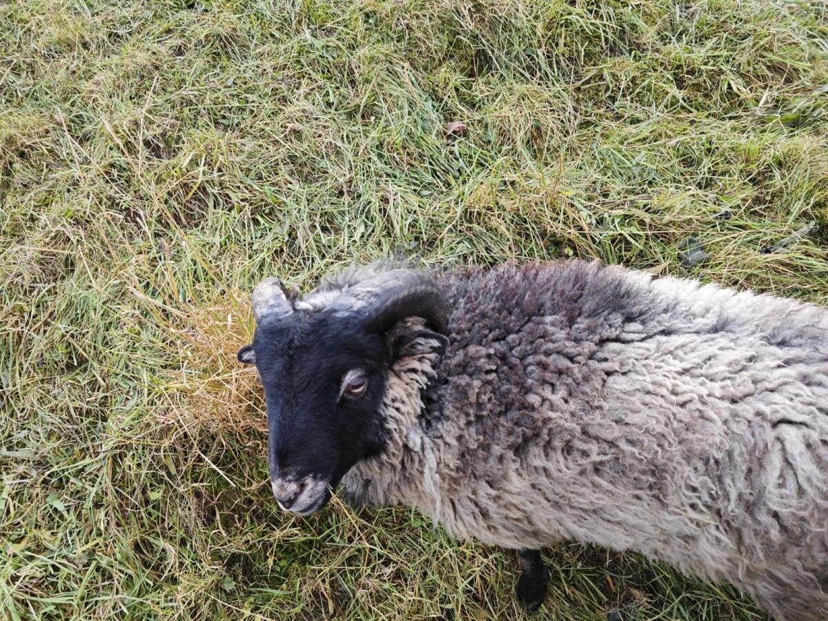 Quessant Zwergschafwitter 1