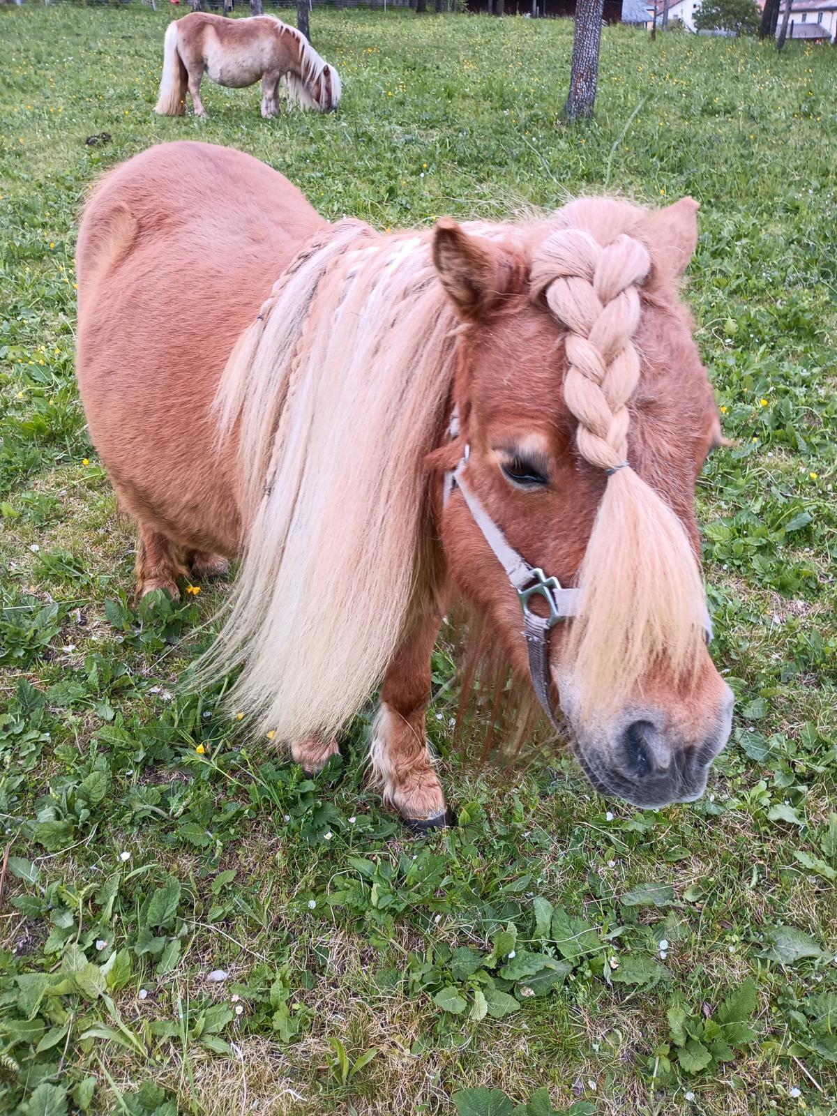 Shetlandpony 3