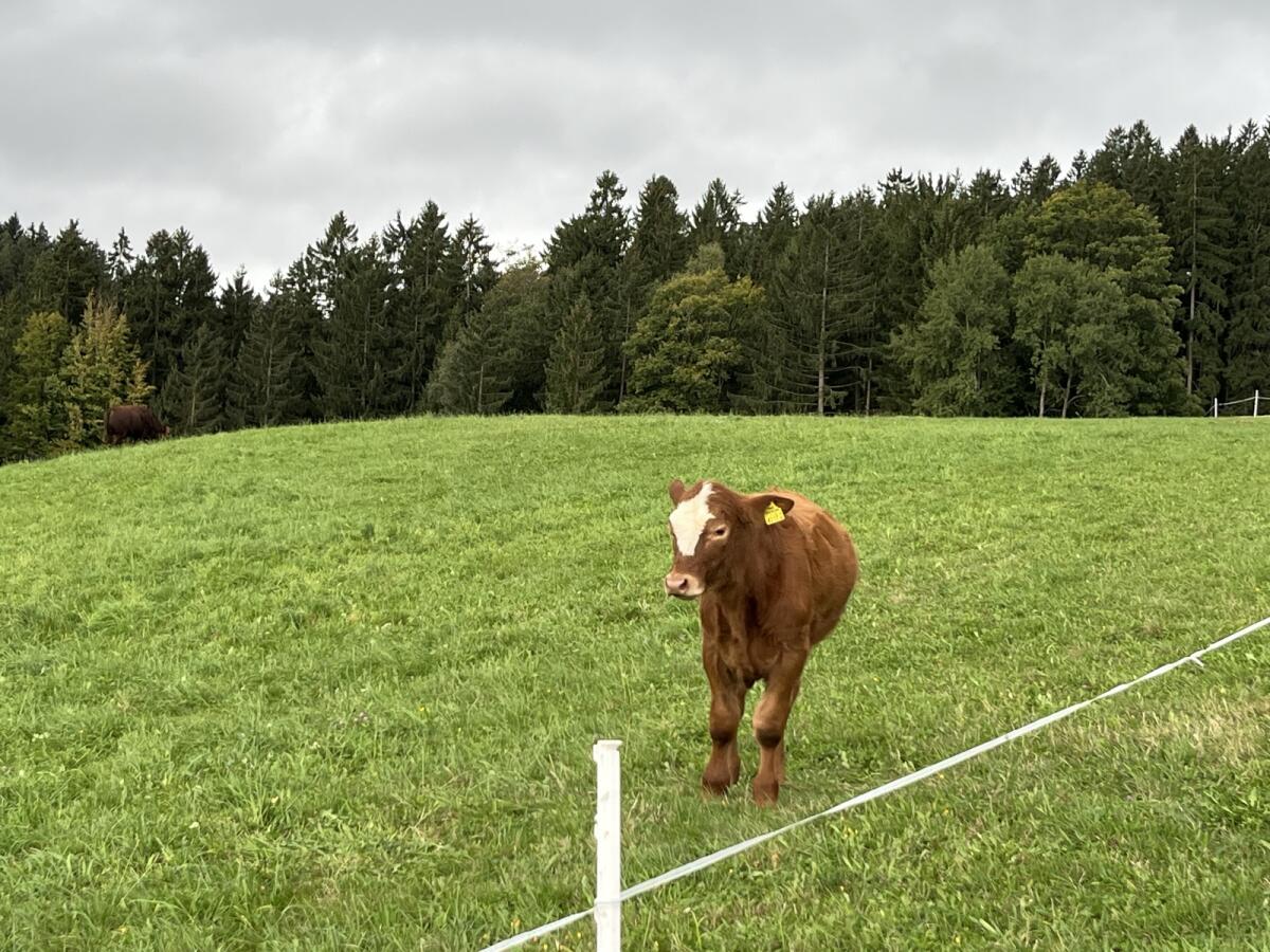 Bio-Einsteller/Ochsen (ähnlich Beefmaster) 3
