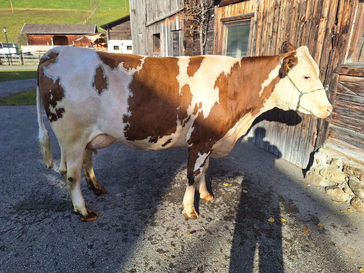 Verkaufe zahme, sehr brave Erstlingskuh aus Aufzuchtbetrieb 1