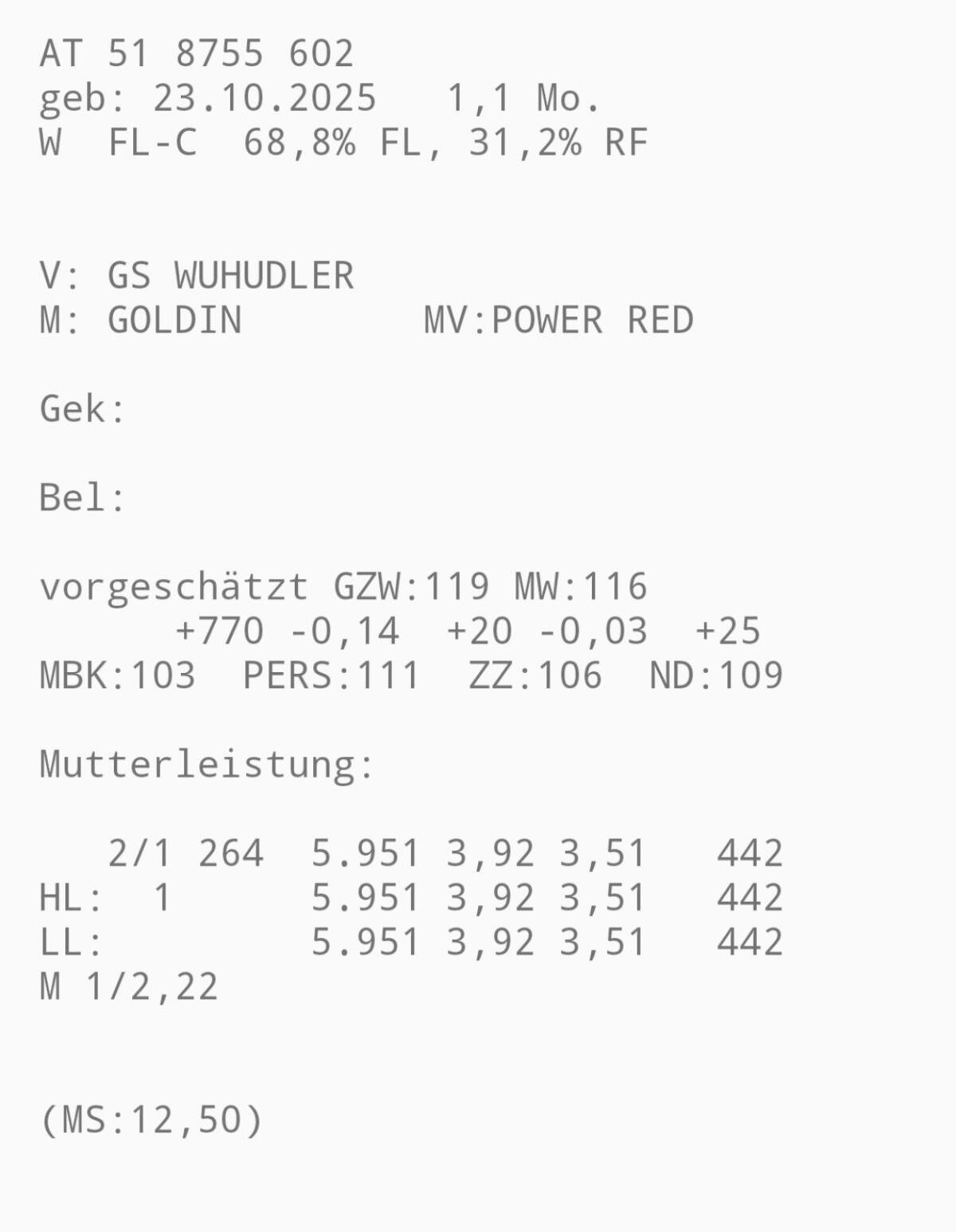 Fleckvieh Zuchtkalb 3