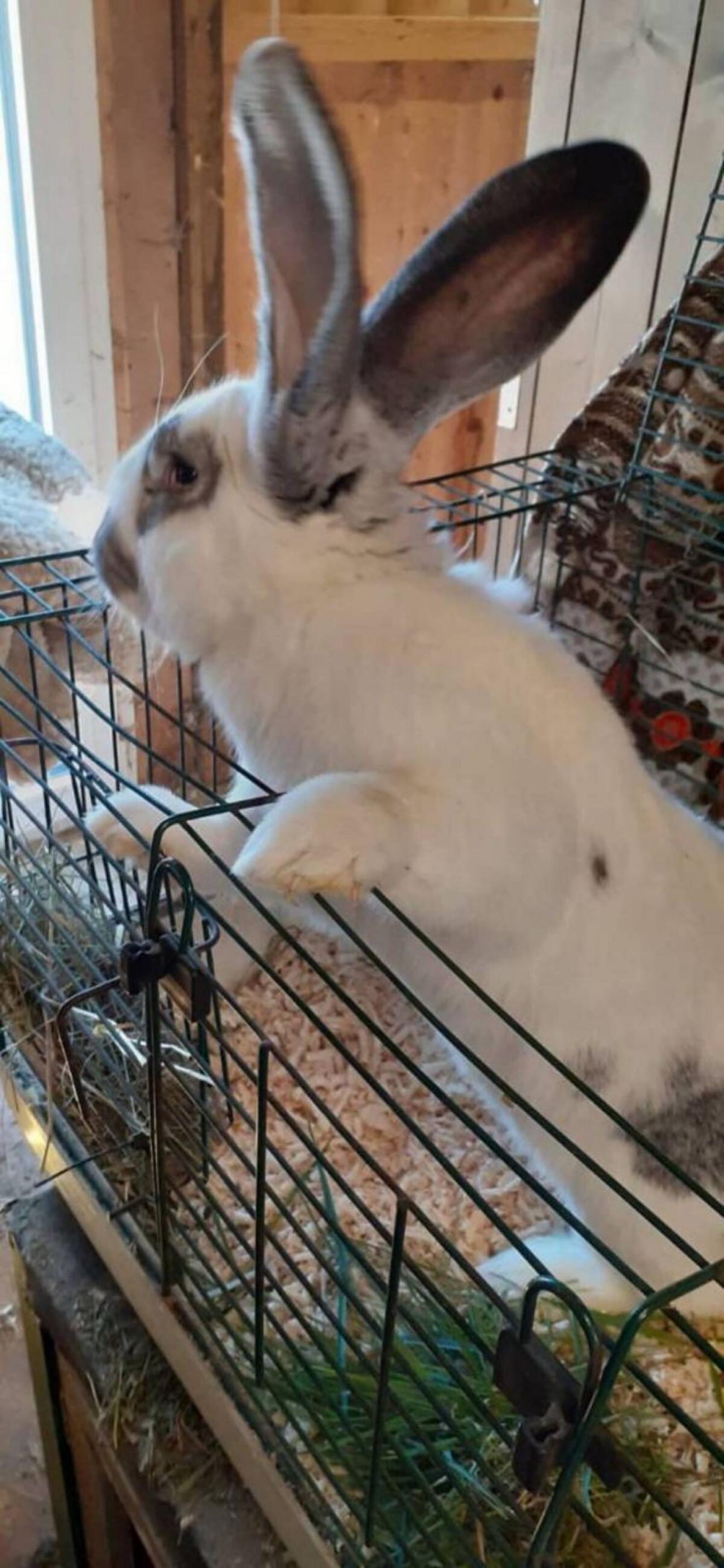 Hasen, Rammler zu verkaufen 2