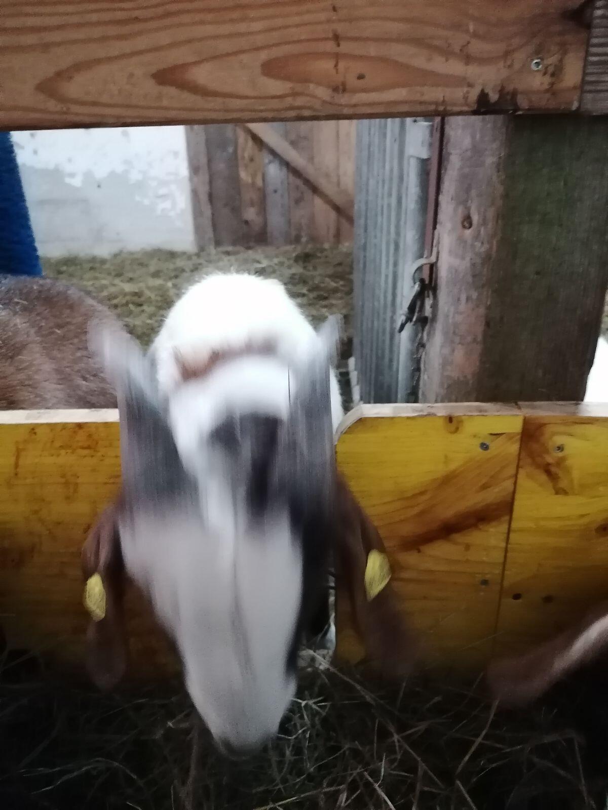 Verkaufe Buren Ziegenbock 3