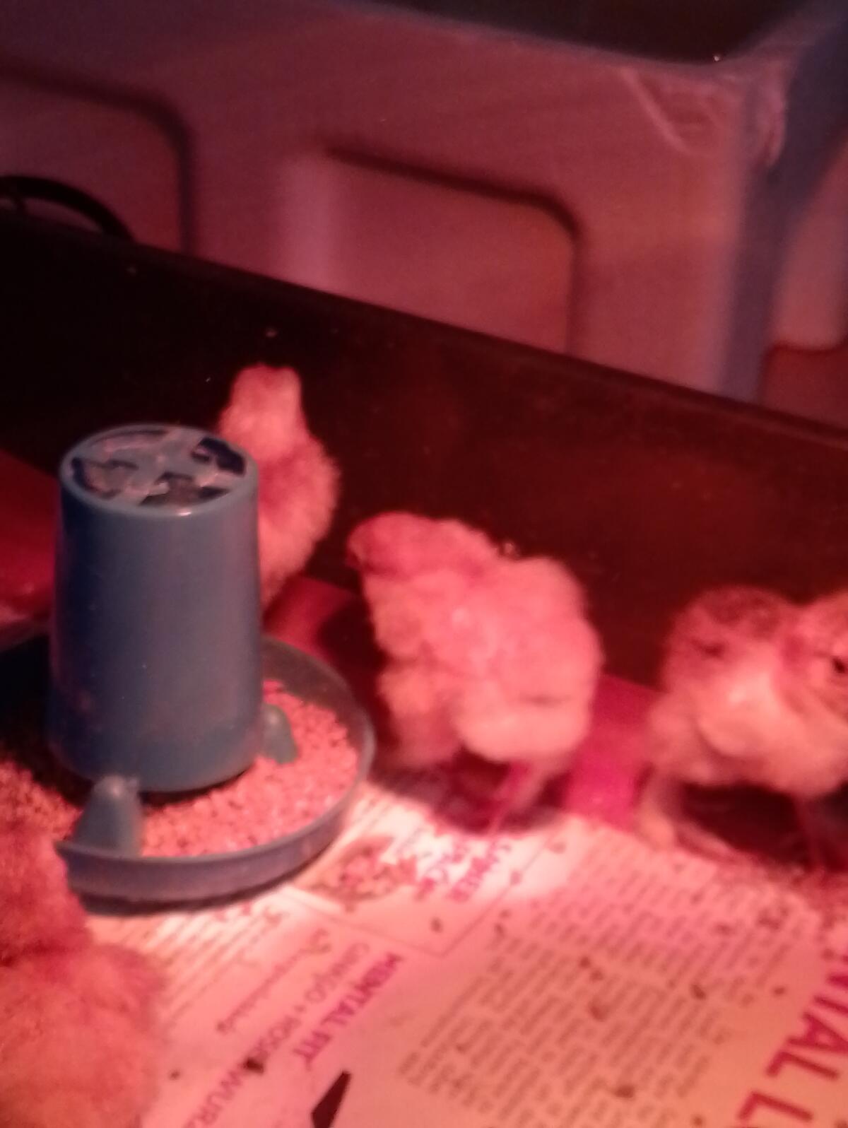 Brahma gelb-blau-columbia und Orpington gelb - Küken 2