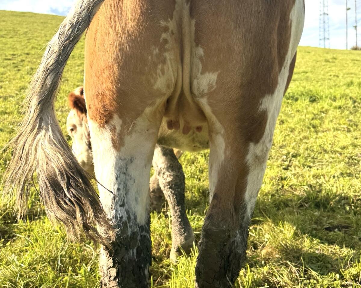 Hochträchtige Fleckviehzuchtkalbin (s.k. 9.1.26) zu verkaufen 2