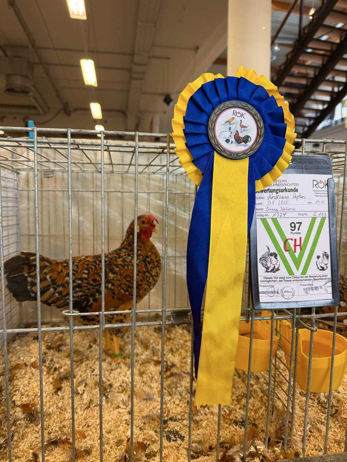 Zwerg-Italiener Gold-Porzellan 3