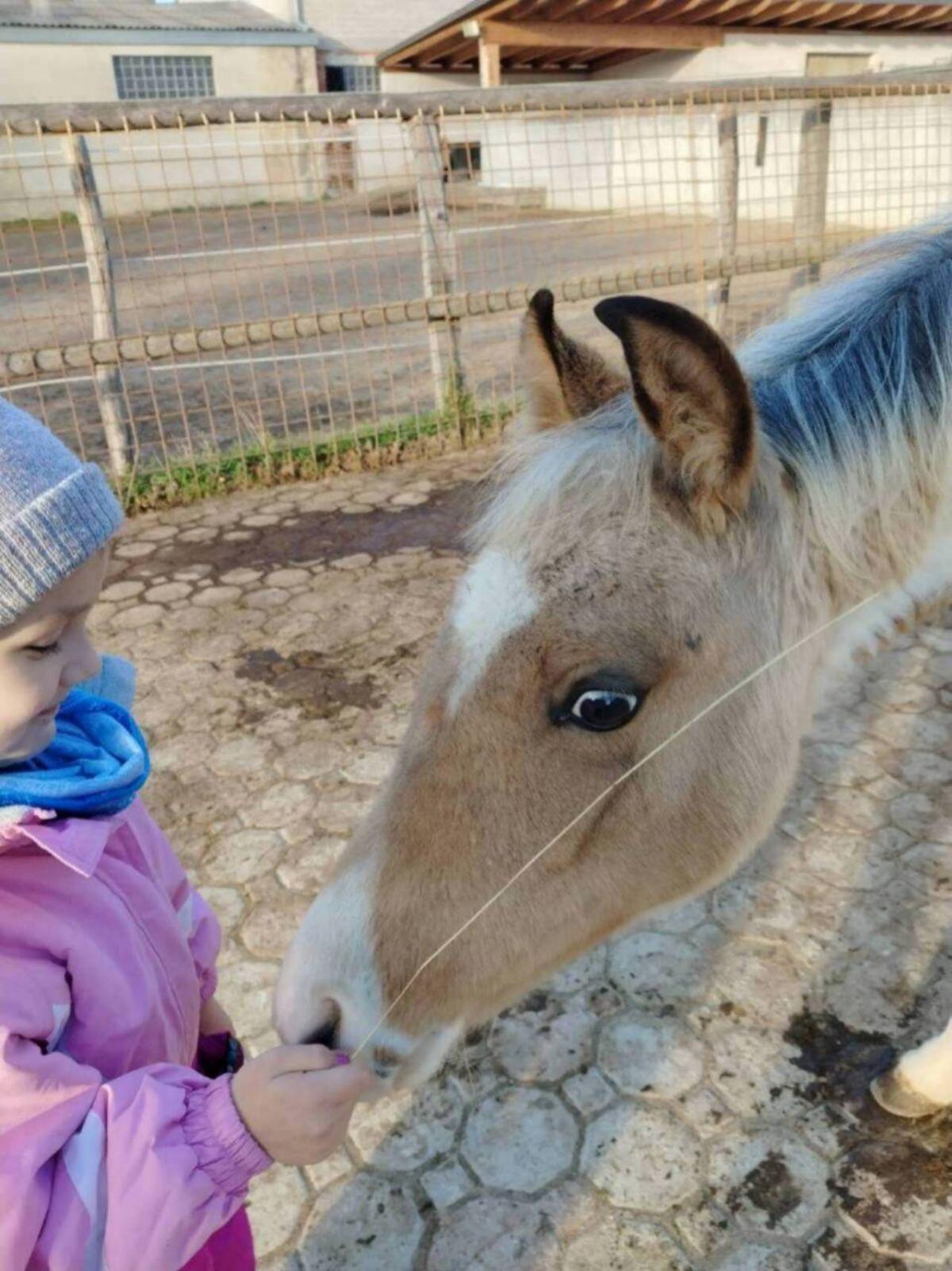 Quarab Fohlen Wallach 1