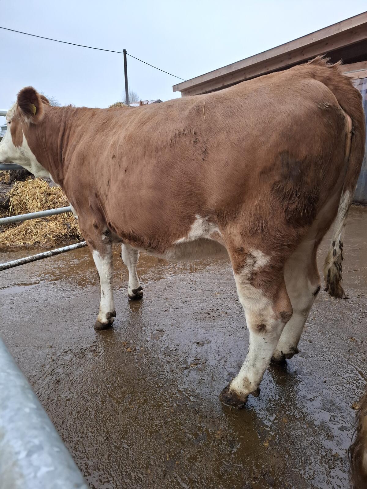 Trächtige Fleckviehkalbin zu verkaufen 1