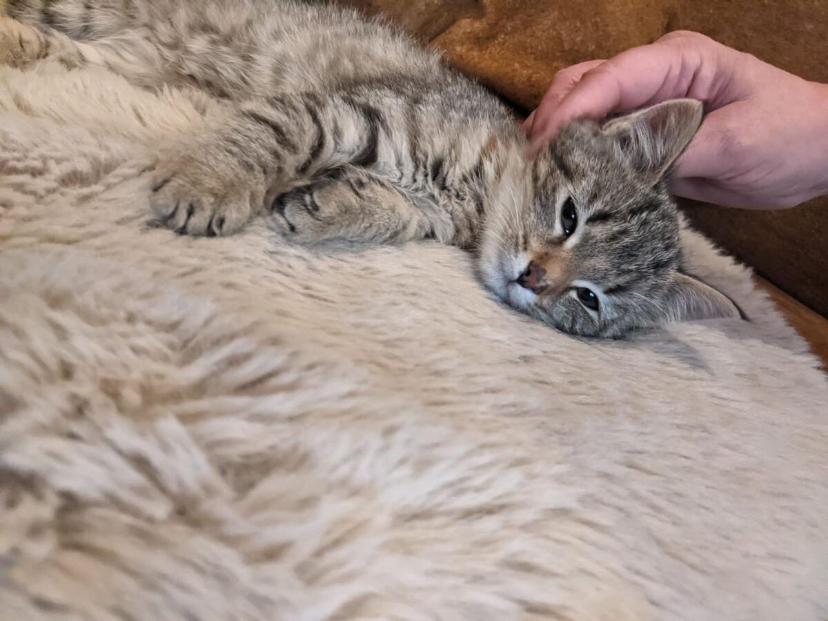 Kätzchen (männlich) 3